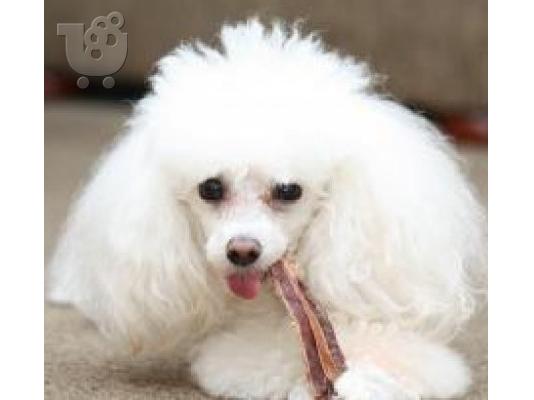 PoulaTo: Caniche Κανίς toy καθαρόαιμα